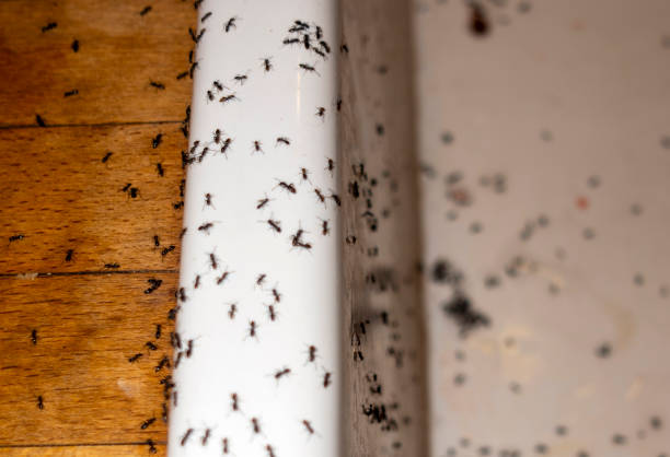Best Local Pest Control Services  in Lake Fenton, MI